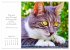 Catlovers - Ein Jahr voller Samtpfoten... - Bild 14