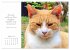 Catlovers - Ein Jahr voller Samtpfoten... - Bild 3