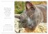 Catlovers - Ein Jahr voller Samtpfoten... - Bild 4
