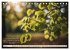 Waldbaden - Shinrin Yoku (Tischkalender... - Bild 13