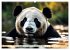 Großer Pandabär (hochwertiger Premium... - Bild 12