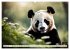 Großer Pandabär (hochwertiger Premium... - Bild 6