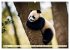 Großer Pandabär (hochwertiger Premium... - Bild 8