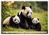 Großer Pandabär (hochwertiger Premium... - Bild 9