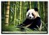 Großer Pandabär (hochwertiger Premium... - Bild 10