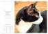 Catlovers - Ein Jahr voller Samtpfoten... - Bild 14