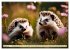 Igel - Wildtier des Jahres 2024... - Bild 12