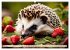 Igel - Wildtier des Jahres 2024... - Bild 9