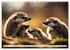 Igel - Wildtier des Jahres 2024... - Bild 10