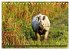 Tiere Indiens close up (Tischkalender... - Bild 12