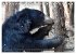 Tiere Indiens close up (Tischkalender... - Bild 4