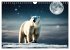 Eisbären im Fokus (Wandkalender 2026... - Bild 11