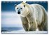 Eisbären im Fokus (Wandkalender 2026... - Bild 3
