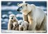 Eisbären im Fokus (Wandkalender 2026... - Bild 7