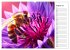 Biene auf Blüte - Faszinierende... - Bild 13