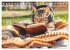 Katzen-Alltag - Ein witziges Jahr mit... - Bild 11
