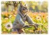 Katzen-Alltag - Ein witziges Jahr mit... - Bild 12
