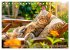Katzen-Alltag - Ein witziges Jahr mit... - Bild 13