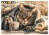 Katzen-Alltag - Ein witziges Jahr mit... - Bild 8