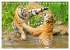 Tiger: Gestreifte Jäger (Tischkalender... - Bild 15