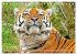 Tiger: Gestreifte Jäger (Tischkalender... - Bild 4
