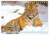 Tiger: Gestreifte Jäger (Tischkalender... - Bild 8