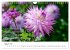 Dahlien Poesie (Wandkalender 2026 DIN... - Bild 14