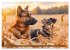 Bauernhof-Freunde - Hunde und ihre... - Bild 4
