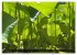 Mauritius Paradies im Indischen Ozean... - Bild 5