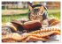 Katzen-Alltag - Ein witziges Jahr mit... - Bild 11