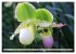 Beliebte Orchideen (hochwertiger... - Bild 12