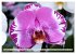 Beliebte Orchideen (hochwertiger... - Bild 13
