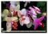 Beliebte Orchideen (hochwertiger... - Bild 4