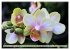 Beliebte Orchideen (hochwertiger... - Bild 6