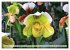 Beliebte Orchideen (hochwertiger... - Bild 7