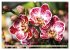 Beliebte Orchideen (hochwertiger... - Bild 8
