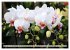 Beliebte Orchideen (hochwertiger... - Bild 9