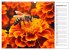 Biene auf Blüte - Faszinierende... - Bild 15