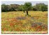 Spanien - Balearen - Mallorca... - Bild 9