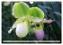 Beliebte Orchideen (Wandkalender 2026... - Bild 13