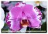 Beliebte Orchideen (Wandkalender 2026... - Bild 14