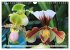 Beliebte Orchideen (Wandkalender 2026... - Bild 3