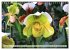 Beliebte Orchideen (Wandkalender 2026... - Bild 8