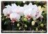 Beliebte Orchideen (Wandkalender 2026... - Bild 10