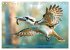 Der Kookaburra - Im australischen Busch... - Bild 15