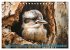 Der Kookaburra - Im australischen Busch... - Bild 3