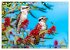 Der Kookaburra - Im australischen Busch... - Bild 4