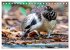 Der Kookaburra - Im australischen Busch... - Bild 5