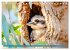 Der Kookaburra - Im australischen Busch... - Bild 7