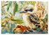 Der Kookaburra - Im australischen Busch... - Bild 10